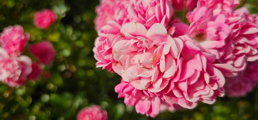 Rosa Damascena, known as the Damascus rose - pink, oleaginous, flowering, deciduous shrub plant....