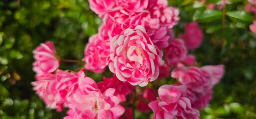 Rosa Damascena, known as the Damascus rose - pink, oleaginous, flowering, deciduous shrub plant. Valley of Roses. Close-up. Taillight. Selective focus.