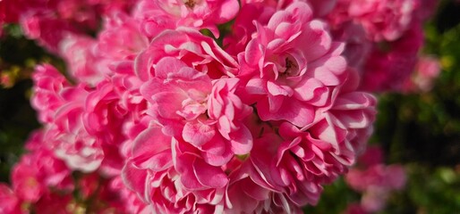 Fototapeta premium Rosa Damascena, known as the Damascus rose - pink, oleaginous, flowering, deciduous shrub plant. Valley of Roses. Close-up. Taillight. Selective focus.