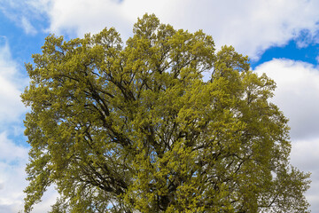 Beautiful trees in the green nature of Germany