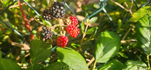 Natural fresh blackberries in the garden. Bouquet of ripe and unripe blackberry fruits - Rubus fruticosus - on a branch with green leaves at the farm. Organic farming, healthy food.