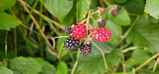 Natural fresh blackberries in the garden. Bouquet of ripe and unripe blackberry fruits - Rubus...