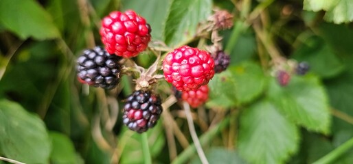 Natural fresh blackberries in the garden. Bouquet of ripe and unripe blackberry fruits - Rubus fruticosus - on a branch with green leaves at the farm. Organic farming, healthy food.