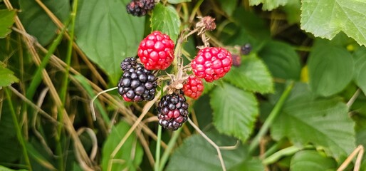 Natural fresh blackberries in the garden. Bouquet of ripe and unripe blackberry fruits - Rubus...