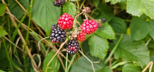 Natural fresh blackberries in the garden. Bouquet of ripe and unripe blackberry fruits - Rubus fruticosus - on a branch with green leaves at the farm. Organic farming, healthy food.