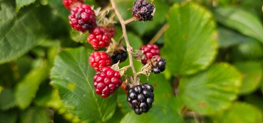 Natural fresh blackberries in the garden. Bouquet of ripe and unripe blackberry fruits - Rubus...