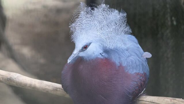 Crowned pigeon (Goura) type Columbidae.  The Victoria crowned is a species of large dove endemic to the island of New Guinea.