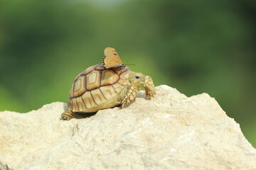 tortoise, sulcata, butterfly, a cute sulcata tortoise and a beautiful butterfly on its body

