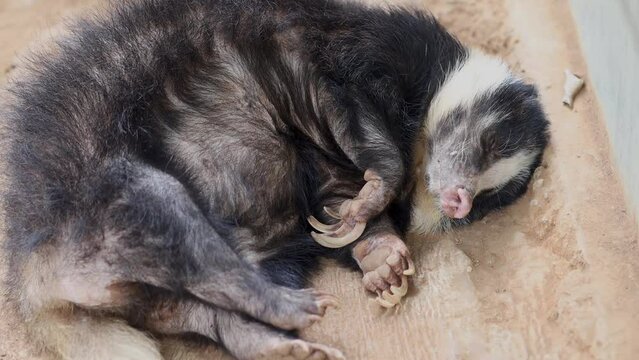 Binturung or Binturong (Arctictis binturong) is a type of large-bodied ferret, a member of the Viverridae tribe.