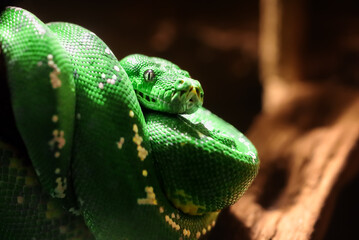 Green tree python (Morelia viridis) wrapped around a tree branch, dark look.