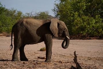 African elephant standing on the sand, side view. Damaraland, Namibia 