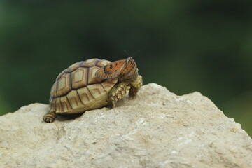 tortoise, sulcata, butterfly, a cute sulcata tortoise and a beautiful butterfly on its head
​