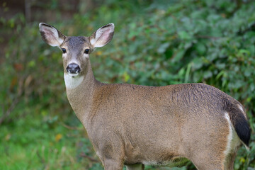Columbian Black tailed deer with ears raised and looking at point of view