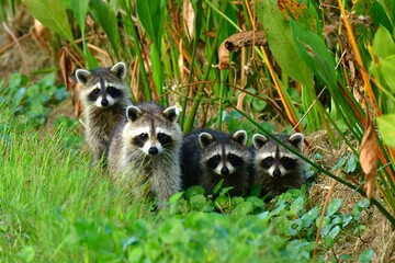 Raccoon family of Mom and 3 youngsters pose for their portrait on the edge of a marsh trail in the wetlands. © Stephen