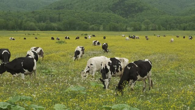 A herd of cows grazing in a flower meadow.