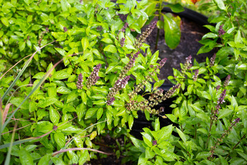 Sweet basil in the garden