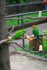 green parrot on a branch