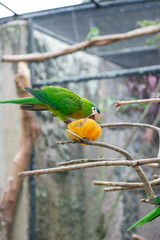 parrot on a branch eating mango