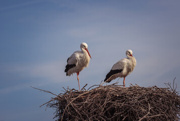 Fototapeta premium pair of storks in their nest, storks bring babies and good news