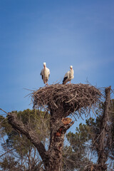 pair of storks in their nest, storks bring babies and good news