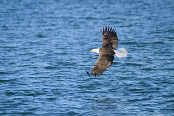 Adult bald eagle with white head turning with wings extended over blue water