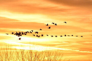 Flock of Geese in a Sunset Sky - obrazy, fototapety, plakaty