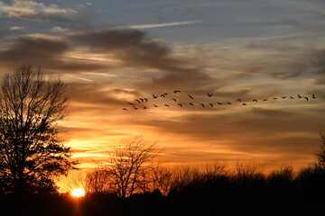 Flock of Geese in a Sunset Sky
