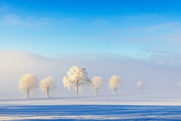 Line of trees in a misty snowy landscape view in the countryside
