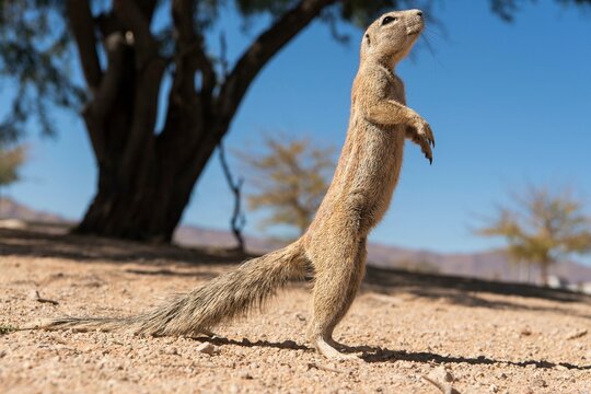 Mountain ground squirrel (Xerus princeps), Damara bristle squirrel Solitaire, Namibia, Africa