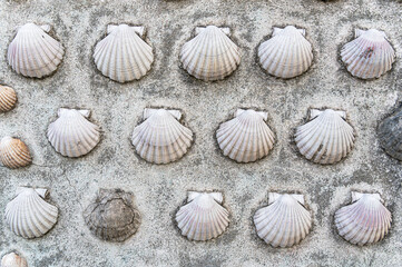 Variegated scallop shells decorating a wall
