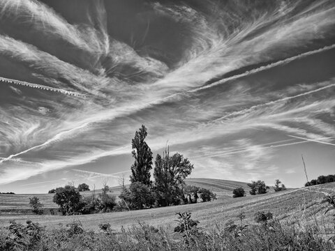 Group of trees on wheat field with cirrus, black and white, Occitania, France, Europe
