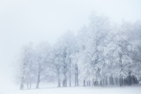 Winter beech forest with hoarfrost on the trees and fog on Mount Kandel, Waldkirch, Black Forest, Baden-Wuerttemberg, Germany, Europe