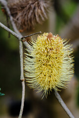 Banksia is a genus of around 170 species of flowering plants in the family Proteaceae. These Australian wildflowers and popular garden plants are easily recognised by their characteristic flower spike