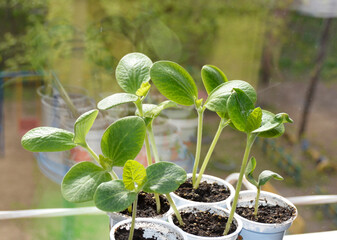 Small watermelon, cucumber, melon or pumpkin seedlings grow in small disposable cups. growing vegetables and berries at home. caring for the environment and food security