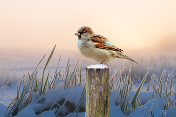 Sparrow on a dead tree stump on a snowy field