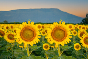 Sunflowers at khao chin lae in sunlight with winter sky and white clouds Agriculture sunflower field
