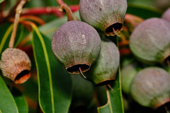 A gumnut is the woody fruit of a eucalyptus tree. In Australia, of which there are about 700 species.