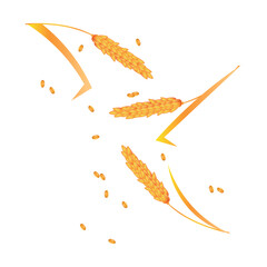 Flying wheat spikelets and seeds on white background