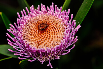 Isopogon, commonly known as conesticks, conebushes or coneflowers,  is a genus of about forty species of flowering plants in the family Proteaceae, and are endemic to Australia. 