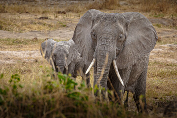Obraz na płótnie Canvas Elephants of Africa