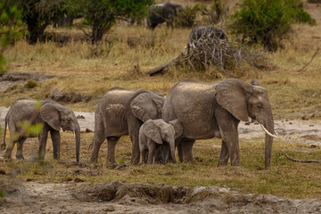 Fototapeta premium Elephants of Africa