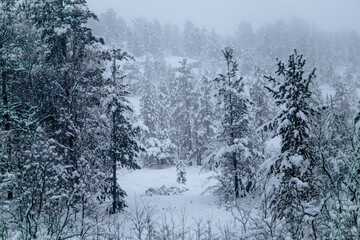 forest in winter