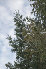 Winter beautiful landscape with snowy pine trees in the sun, natural winter bright background.