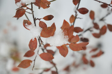 Barberry in autumn leaves with snow closeup, red leaves under snow.
