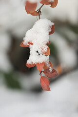 Barberry in autumn leaves with snow closeup, red leaves under snow.