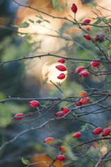 Red rowan berries on a bare tree in autumn close-up, rosehip berries in the snow in winter.