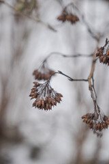 Physocarpus opulifolius dry plant in winter, closeup.