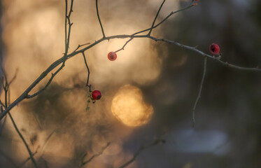 Red rowan berries on a bare tree in autumn close-up with beautiful bokeh on the background.