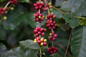 Coffee farmer picking ripe cherry beans