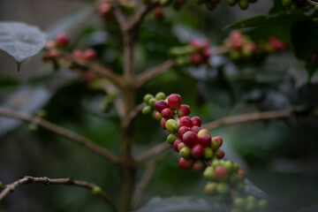 Coffee beans ripening, fresh coffee, red berry branch, industry agriculture on a tree in Thailand.